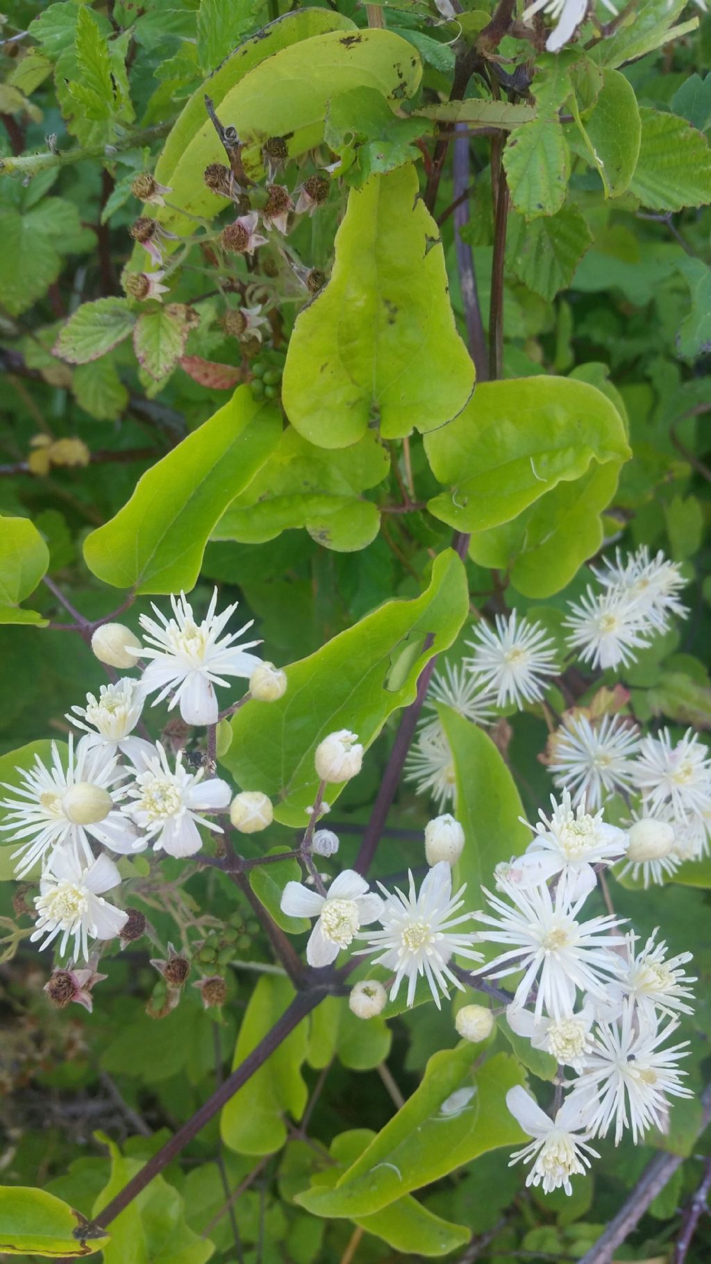 Clematis sp. (Ranunculaceae)